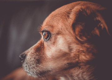 perro chico mira hacia atrás