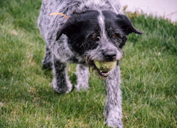 perro viejo jugando con una pelota de tenis