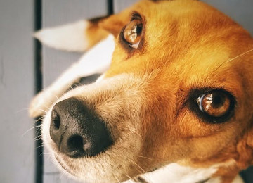 perro con mirada hacia arriba curiosamente