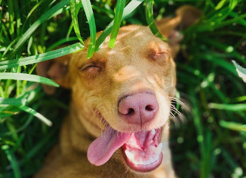 perro tirado en el pasto sonriendo