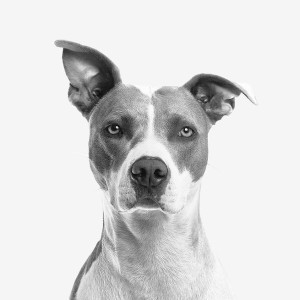 perro grande mirada fija